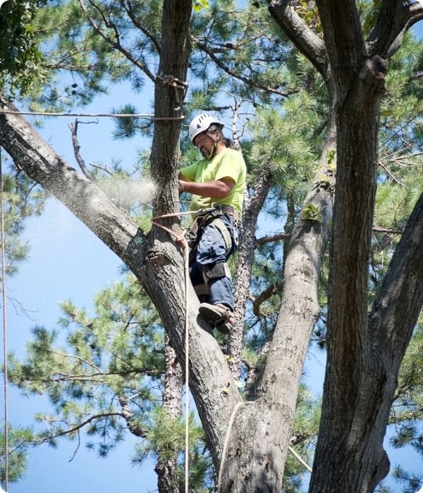 Tree Service