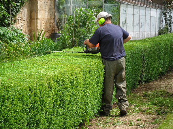 Tree Service