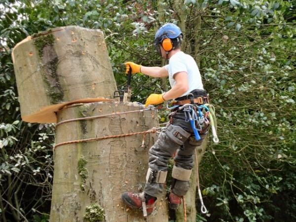 Tree Service